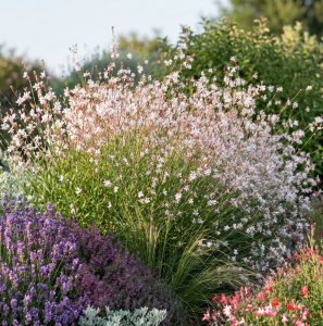 Gaura-Lindheimera-biała-różowa-3.png