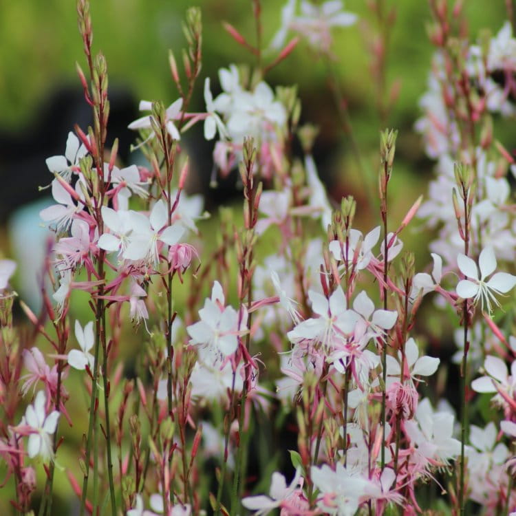Gaura-Lindheimera-biała-różowa-1.jpg