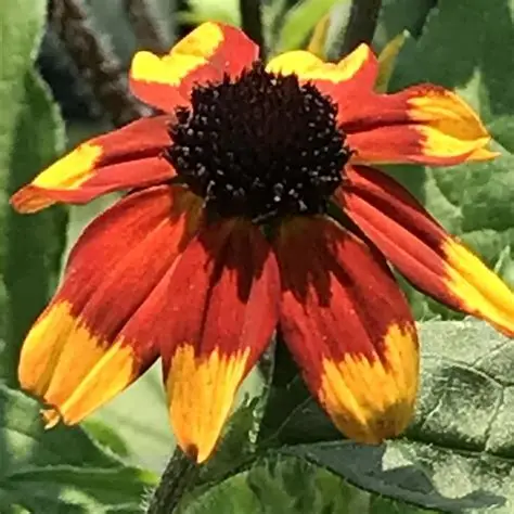 Rudbekia-Praire-Glow-3.jpg