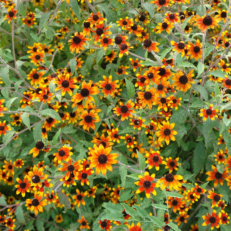 Rudbekia-Praire-Glow-1.jpg