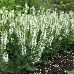 Salvia-nemorosa-schneehugel-4.jpg