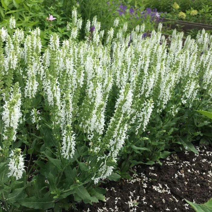 Salvia-nemorosa-schneehugel-4.jpg
