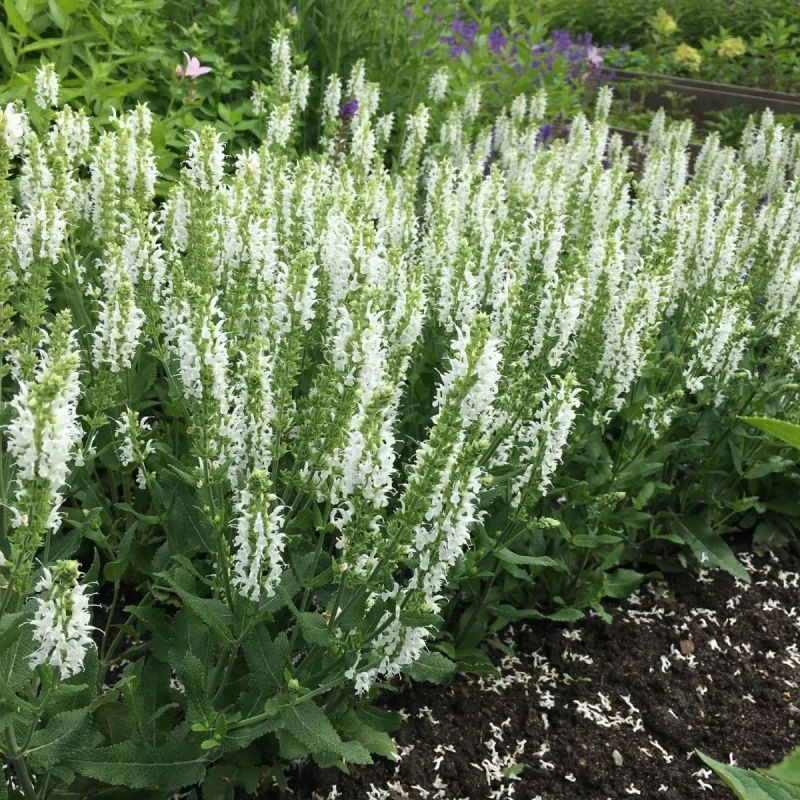 Salvia-nemorosa-schneehugel-4.jpg