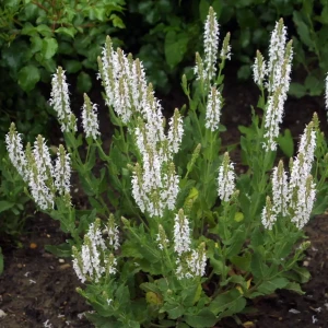Salvia-nemorosa-schneehugel-3.webp