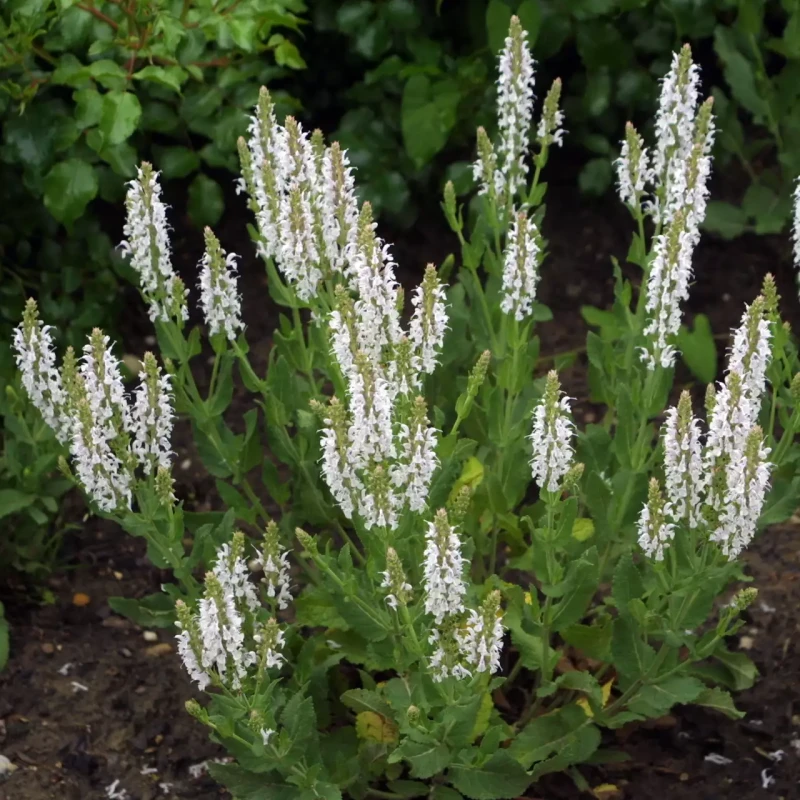 Salvia-nemorosa-schneehugel-3.webp