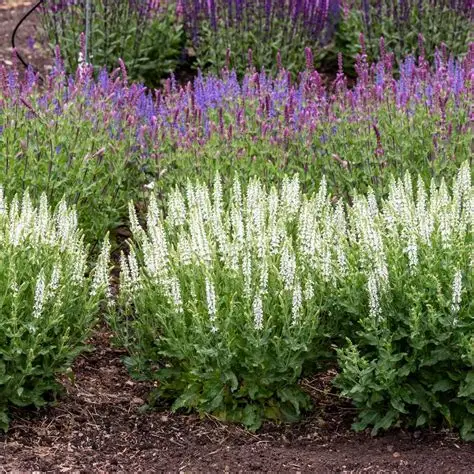 Salvia-nemorosa-schneehugel-2.jpg