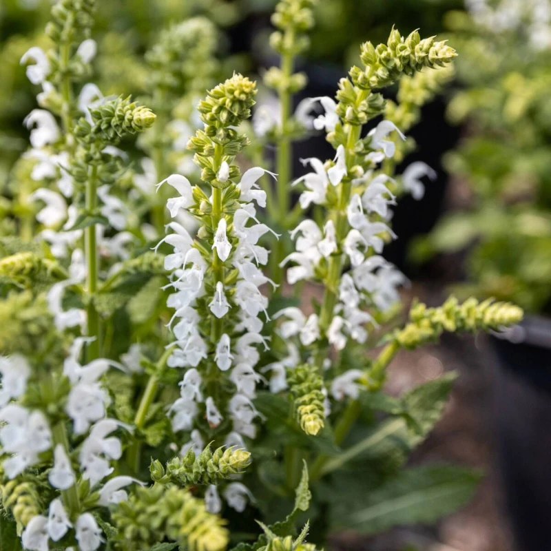 Salvia-nemorosa-schneehugel-1.jpg