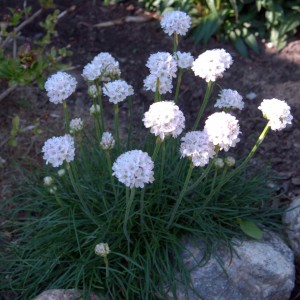 zawciąg-armeria-maritima-alba-4.jpg