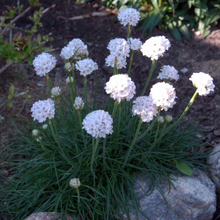 zawciąg-armeria-maritima-alba-4.jpg