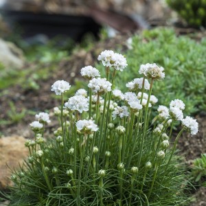 zawciąg-armeria-maritima-alba-3.jpg