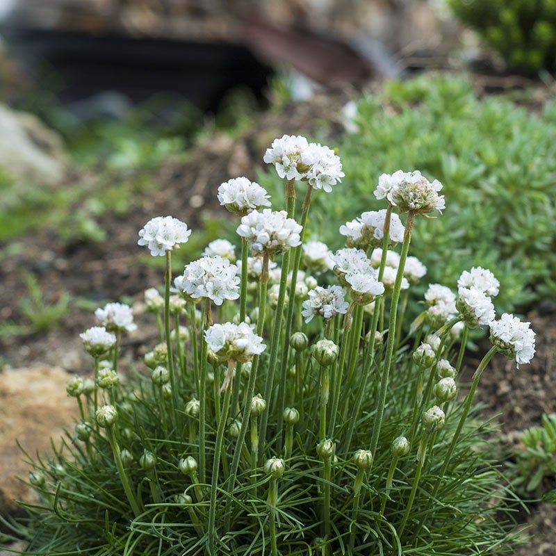 zawciąg-armeria-maritima-alba-3.jpg