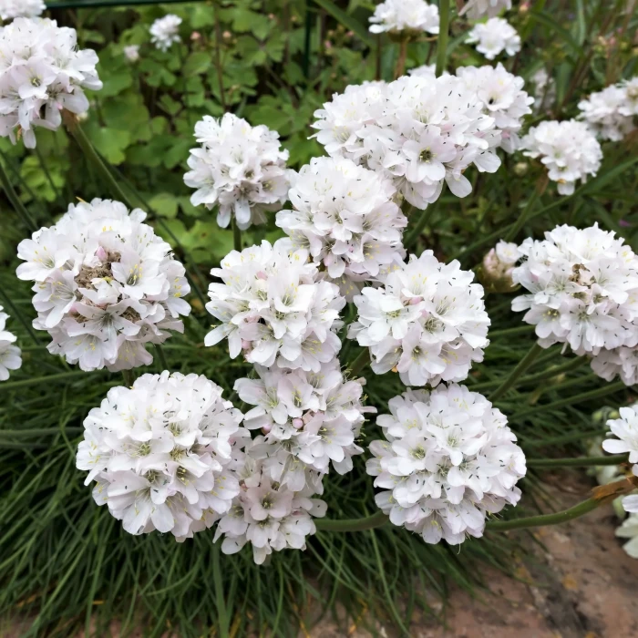 zawciąg-armeria-maritima-alba-2.jpg