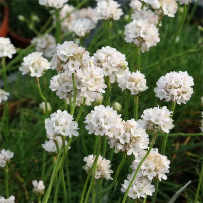 zawciąg-armeria-maritima-alba-1.jpg