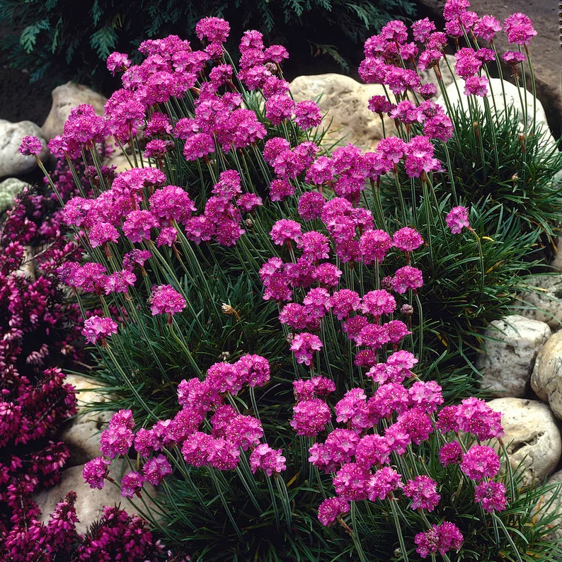 zawciąg-armeria-maritima-splendens-4.jpg