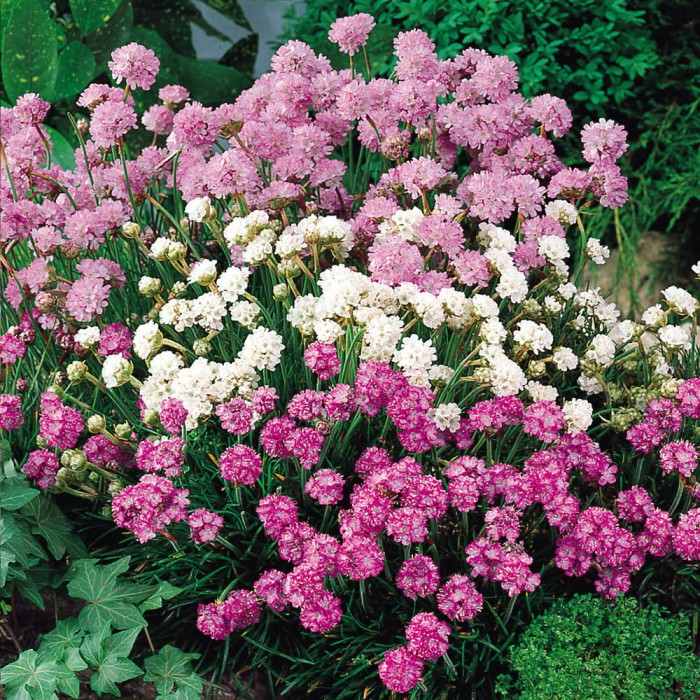 zawciąg-armeria-maritima-splendens-3.jpg