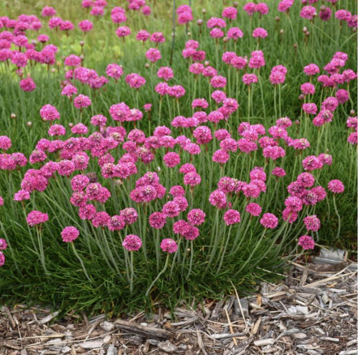 zawciąg-armeria-maritima-splendens-2.jpg