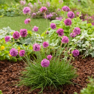 zawciąg-armeria-maritima-splendens-1.jpg