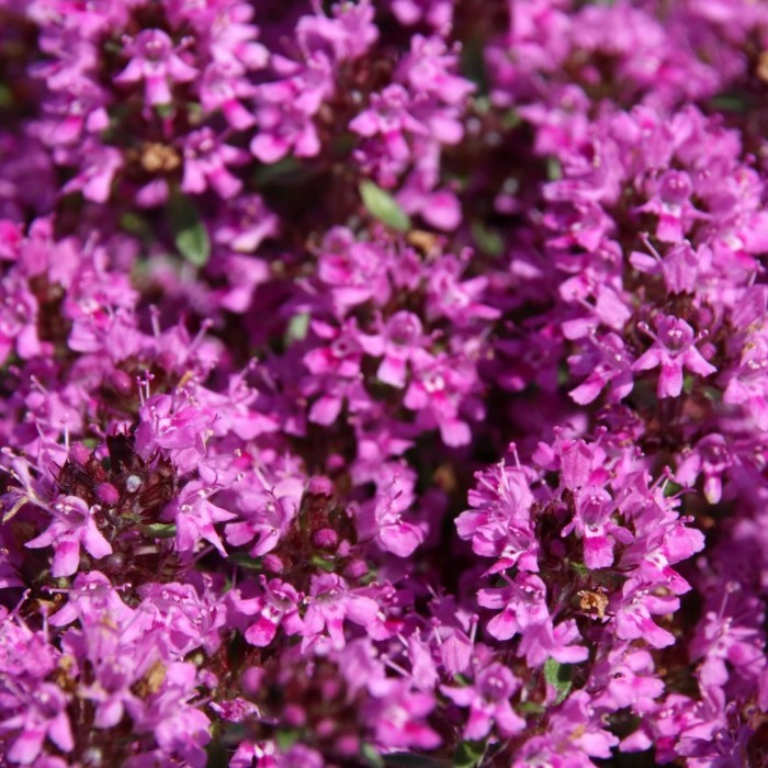 macierzanka-thymus-praecox-red-carpet-4.jpg