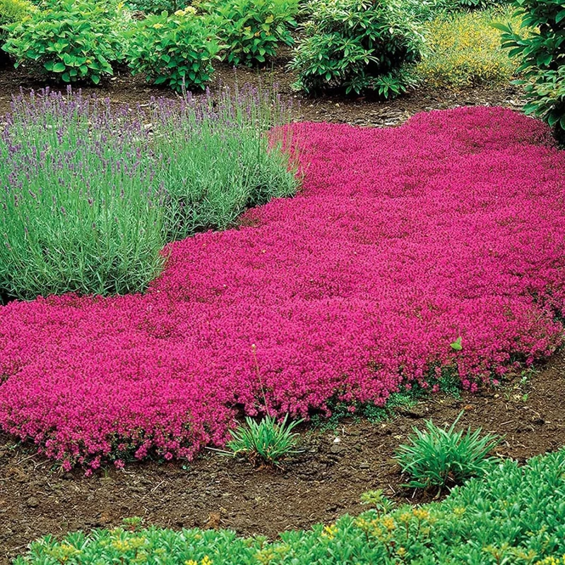 macierzanka-thymus-praecox-red-carpet-3.jpg