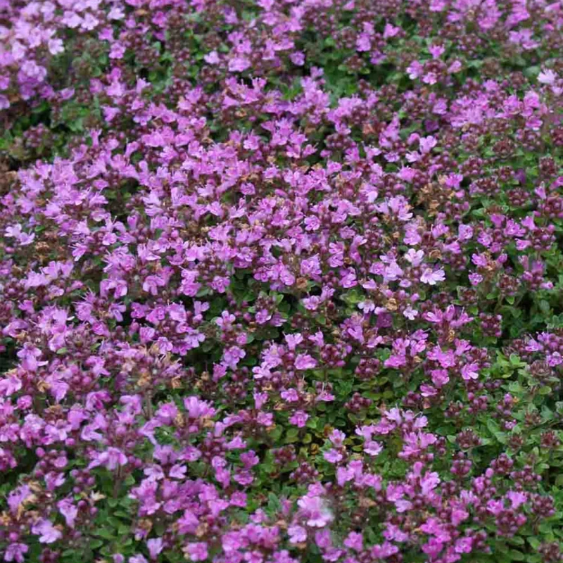 macierzanka-thymus-praecox-red-carpet-2.jpg