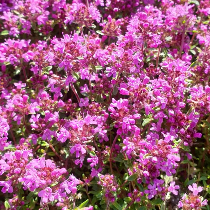 macierzanka-thymus-praecox-red-carpet-1.jpg