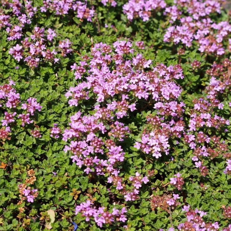 macierzanka-thymus-praecox-minor-4.jpg