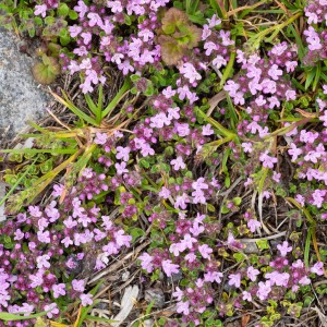 macierzanka-thymus-praecox-minor-3.jpg