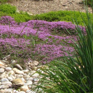 macierzanka-thymus-praecox-minor-2.jpg
