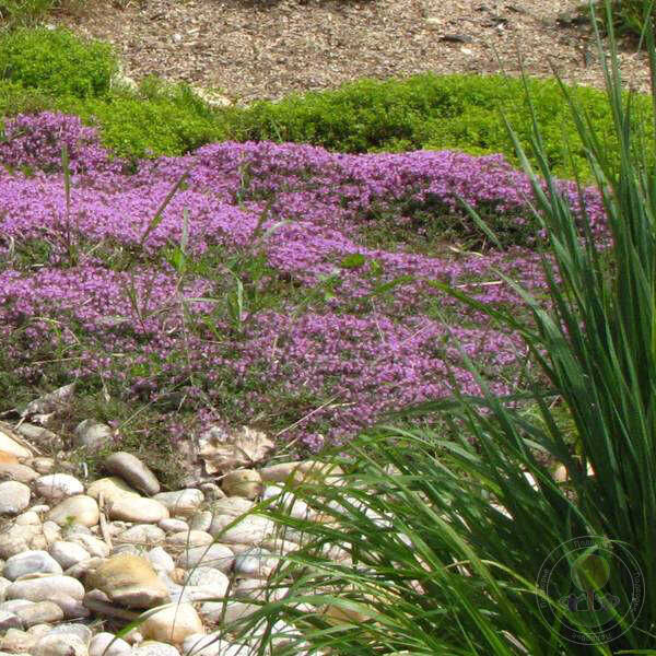 macierzanka-thymus-praecox-minor-2.jpg