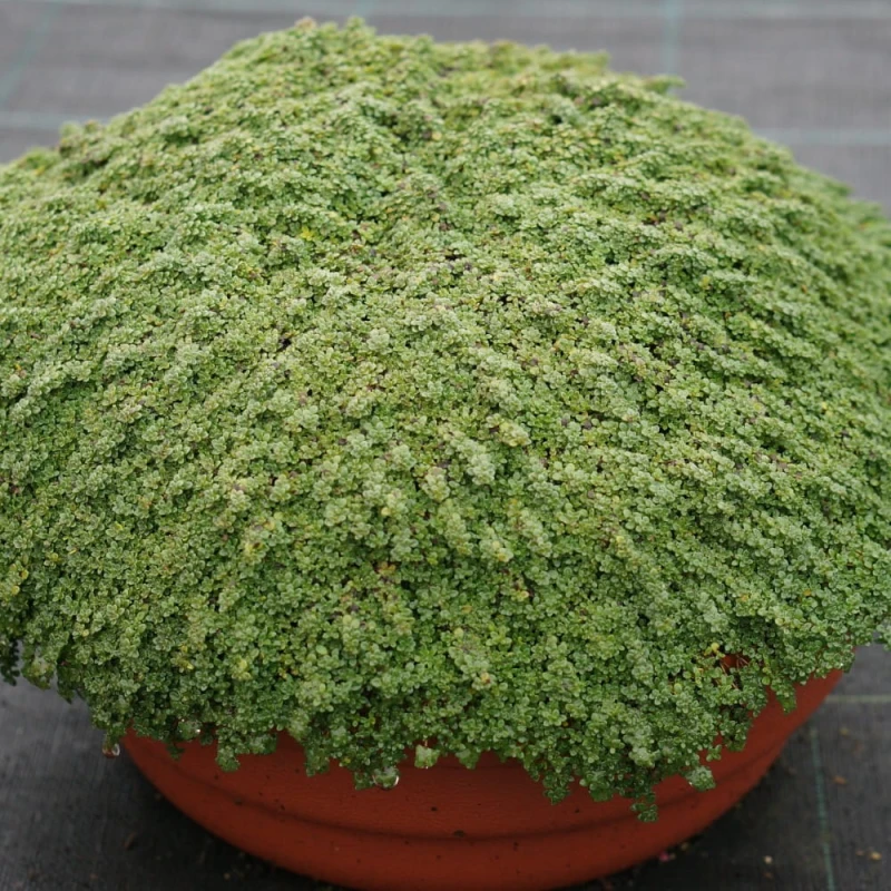 macierzanka-thymus-praecox-minor-1.jpg