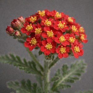 krwawnik-achillea-millefolium-paprika-4.jpg