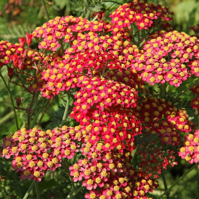 krwawnik-achillea-millefolium-paprika-3.jpg