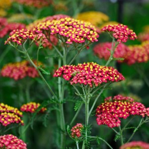 krwawnik-achillea-millefolium-paprika-2.jpg