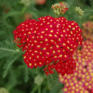 krwawnik-achillea-millefolium-paprika-1.jpg