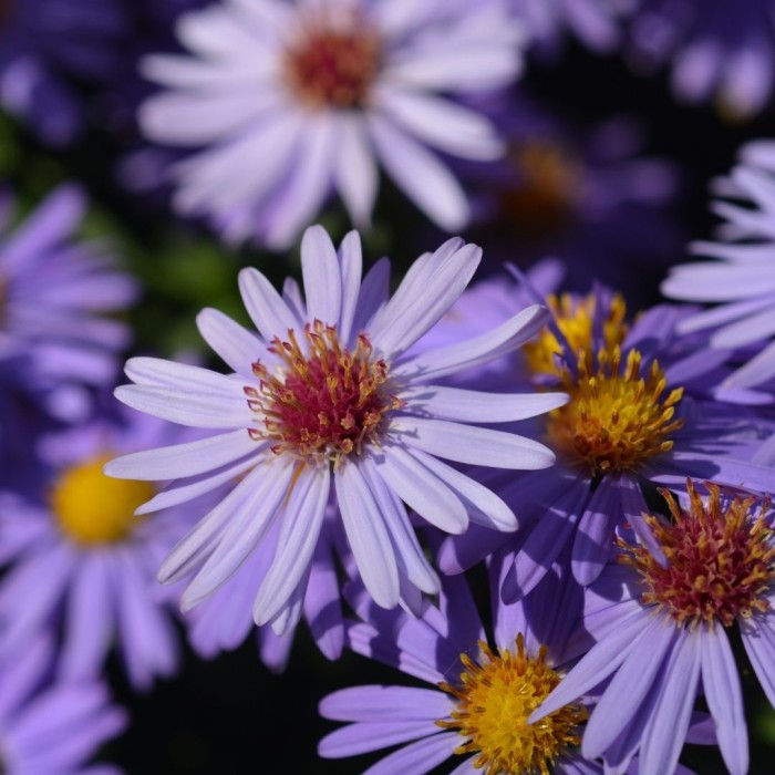 Aster-dumosus-Proffesor-Anton-Kippenberg-5.jpg