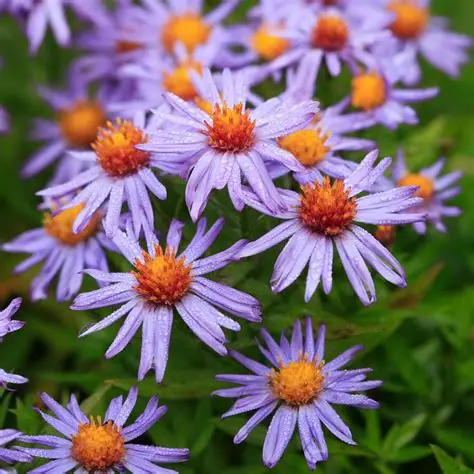 Aster-dumosus-Proffesor-Anton-Kippenberg-4.jpg