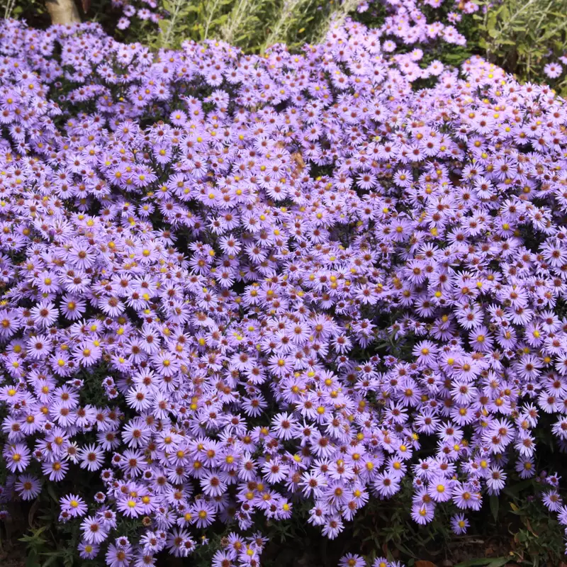 Aster-dumosus-Proffesor-Anton-Kippenberg-3.jpg.webp