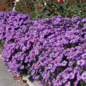 Aster-dumosus-Proffesor-Anton-Kippenberg-2.jpg.webp