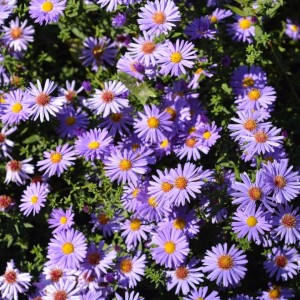 Aster-dumosus-Proffesor-Anton-Kippenberg-1.jpg