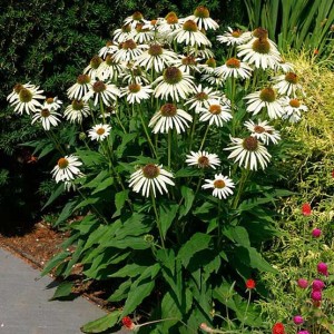 jeżówka-biała-echinacea-purpurea-white-swan-5.jpg