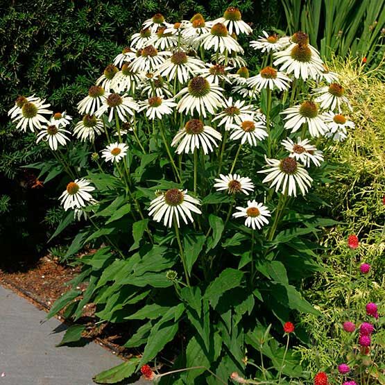 jeżówka-biała-echinacea-purpurea-white-swan-5.jpg