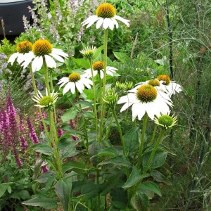 jeżówka-biała-echinacea-purpurea-white-swan-4.jpg