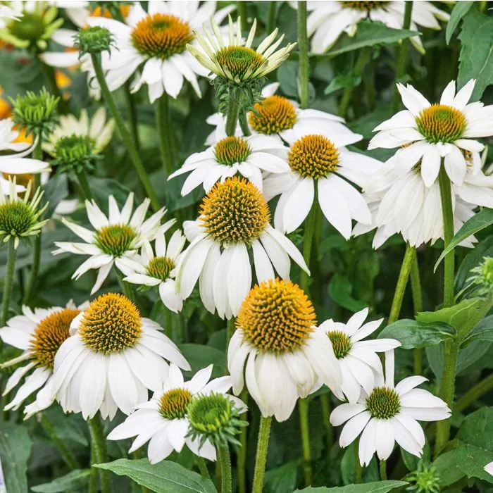 jeżówka-biała-echinacea-purpurea-white-swan-3.jpg