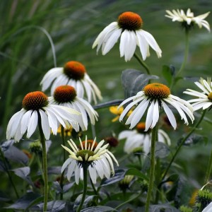 jeżówka-biała-echinacea-purpurea-white-swan-1.jpg.jpg