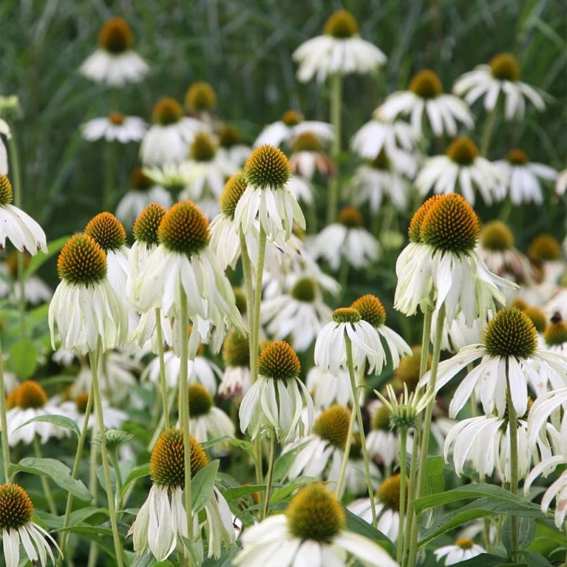 jeżówka-biała-echinacea-purpurea-white-swan-2.jpg.jpg