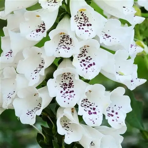 digitalis-purpurea-dalmatian-white-4.jpg