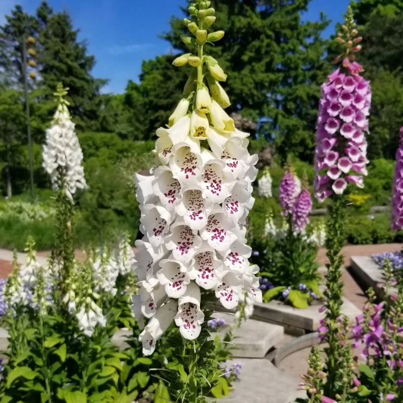 digitalis-purpurea-dalmatian-white-3.jpg