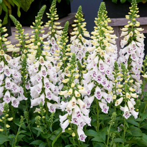 digitalis-purpurea-dalmatian-white-2.jpg