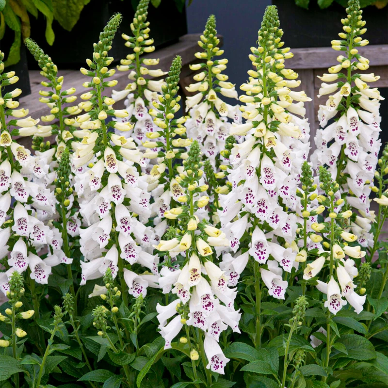 digitalis-purpurea-dalmatian-white-2.jpg