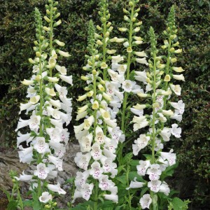 digitalis-purpurea-dalmatian-white-1.jpg